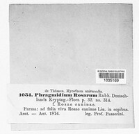 Phragmidium mucronatum image